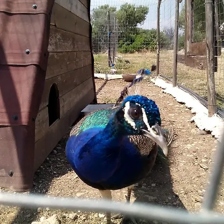 Agriturismo Agrimilo *